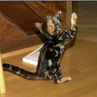 Trim's first week home, 12 weeks old.  